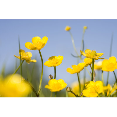 Yellow Buttercups - Wrapped Canvas Print