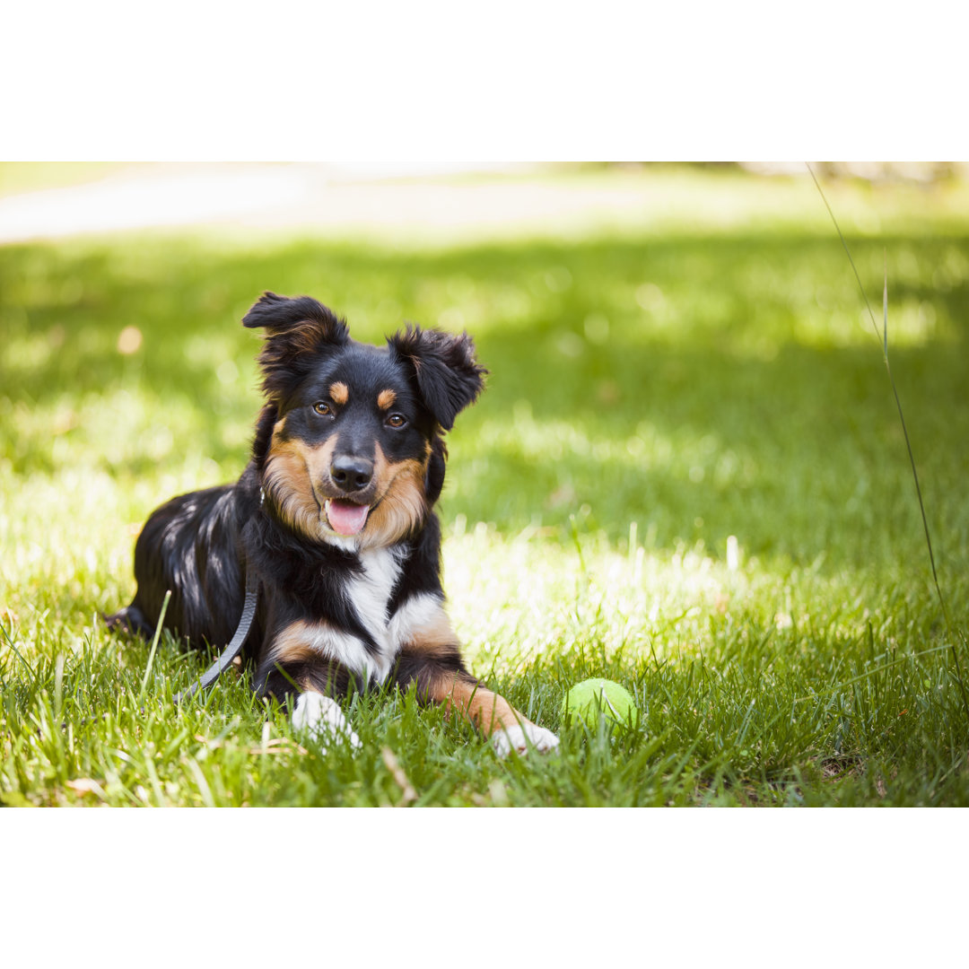 Border Collie Looking Camera by Yigitdenizozdemir - Druck