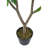 Polyscias Fruticosa Tree-112273773