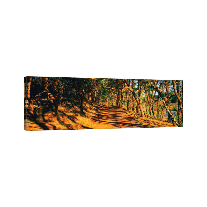Trees In A Forest, Beech Forest Trail, Provincetown, Cape Cod, Barnstable County, Massachusetts, USA - Wrapped Canvas Panoramic Print