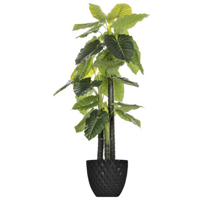 Panama Indoor/Outdoor Honeycomb Elephant Ear Tree in Pot