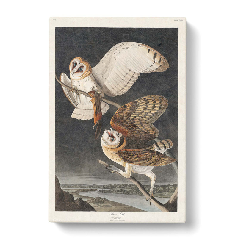 Barn Owls by John James Audubon - Wrapped Canvas, 50cm H x 35cm W x 3cm D