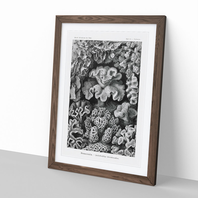 Hexacorallia Coral Vol.2 by Ernst Haeckel - Framed Print, 36cm H x 27cm W x 2cm D, Walnut Framed