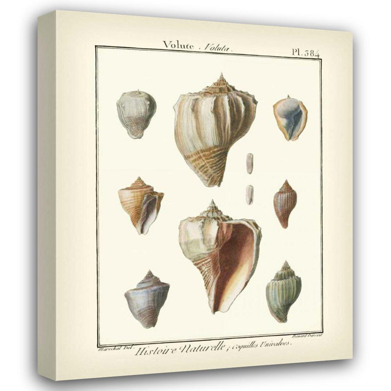 «Breakwater Bay Diderot», galerie d'art tendue par Denis, Volute Shells, Pl.384, H 24 po x l 20 po