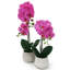 Arrangement floral orchidées phalaenopsis en pot-71650686-72117906