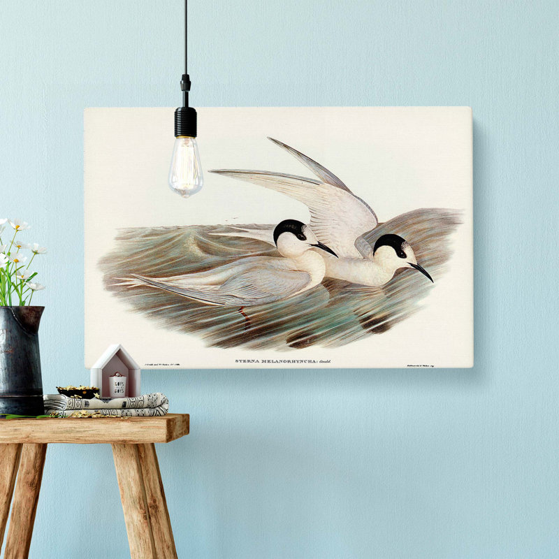 Black-Billed Terns by Elizabeth Gould - Wrapped Canvas, 50cm H x 76cm W x 3cm D