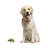 Rami Animals Figurines & Sculptures