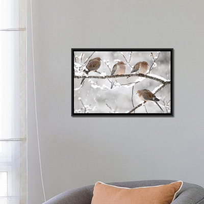 Mourning Dove Group In Winter, Nova Scotia, Canada I by Scott Leslie - Photograph
