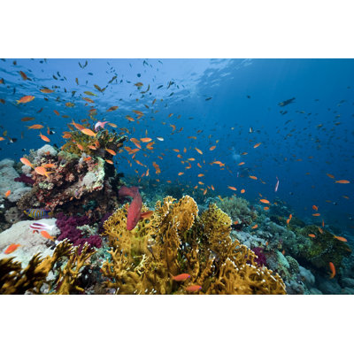 Adelayne Fishes par Stephankerkhofs