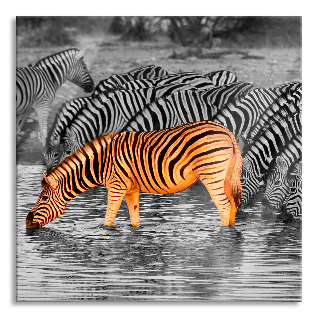 Glasbild Zebras an der Wasserstelle