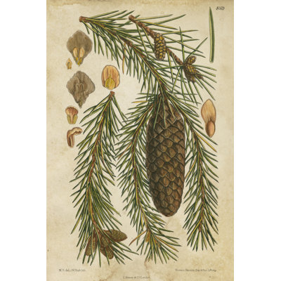 Vintage Conifers I - Wrapped Canvas Print