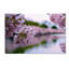 Nartuni "Cherry Blossoms 2014-2" par CATeyes, reproduction de photo sur toile tendue-12629470