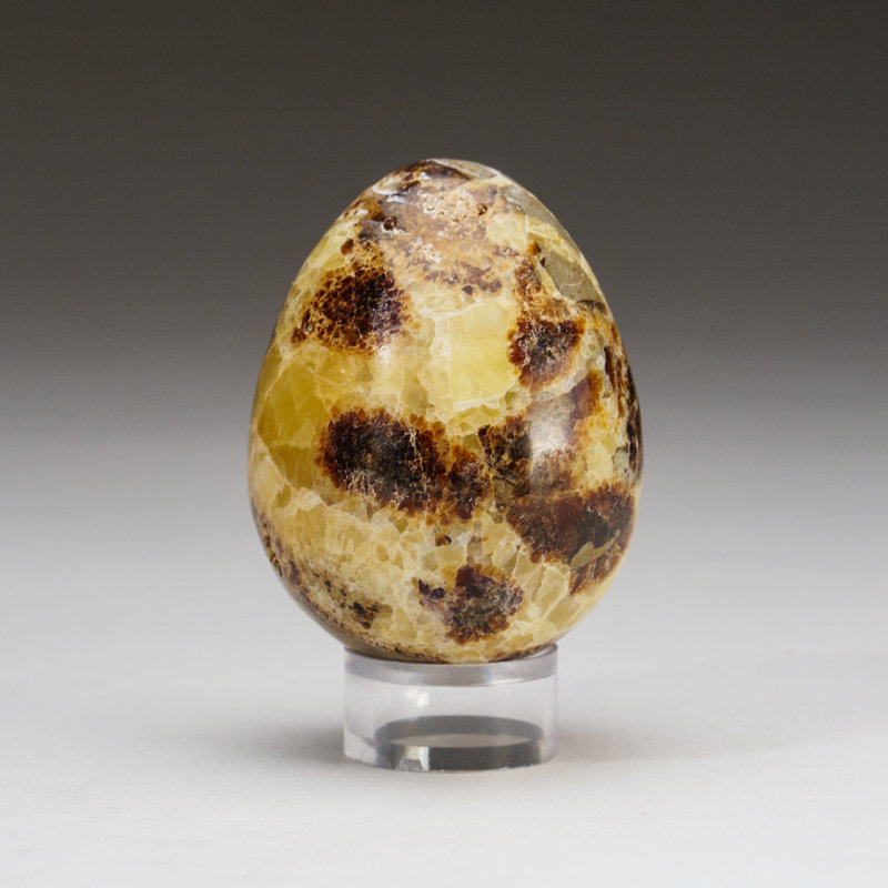 Œuf polaire septarien de Madagascar (175,6 grammes)