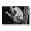 Koala Bear Resting in a Tree - Wrapped Canvas Art - Wrapped Canvas-55365066