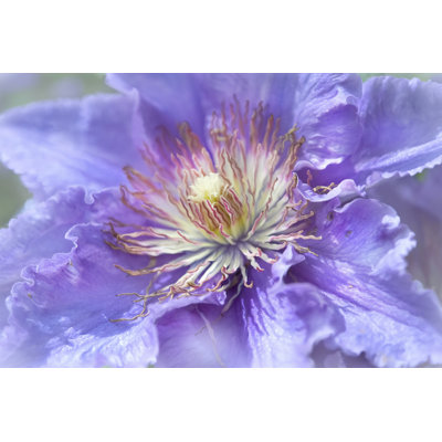 Heart Of The Camellia II 1 Piece Wrapped Canvas Wall Art