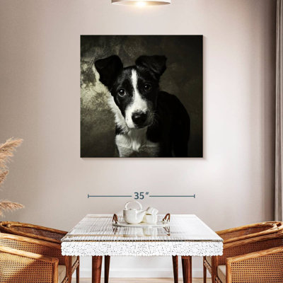 Brampt Border Collie Puppy