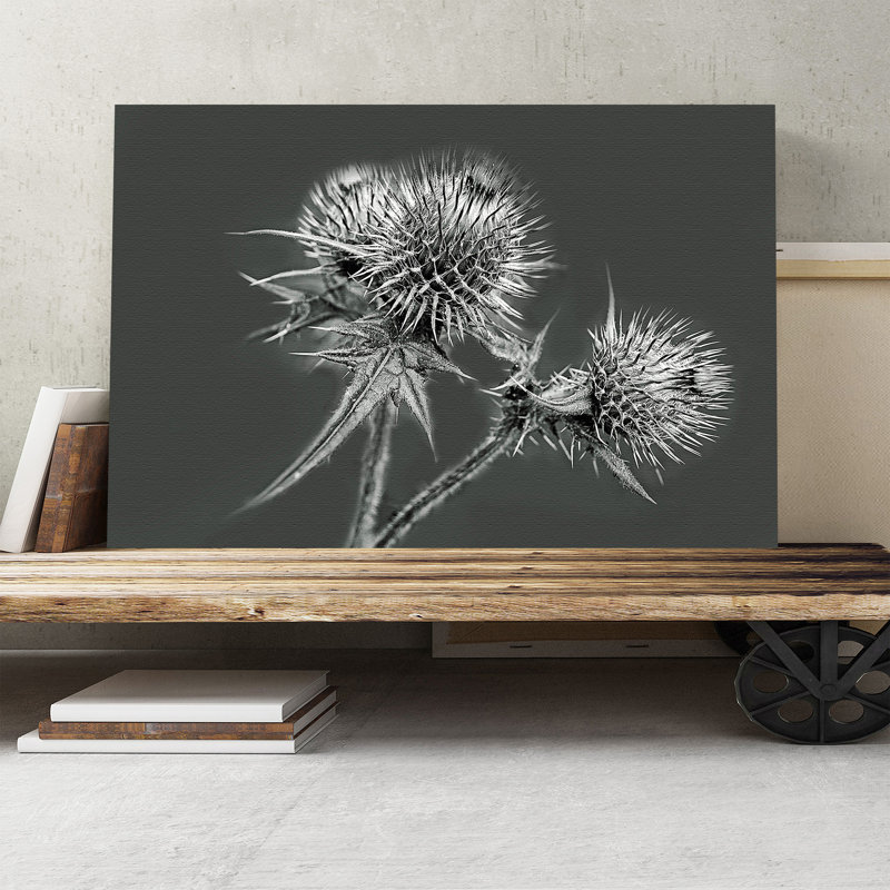 Thistle - Wrapped Canvas, 35cm H x 50cm W