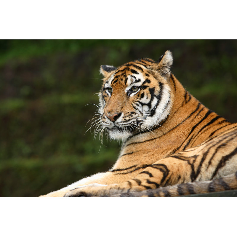 Tiger 1 Piece Wrapped Canvas Wall Art, 51cm H x 76cm W x 3.8cm D