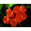 Lianne's Flowers Print by Leonard Askowitz