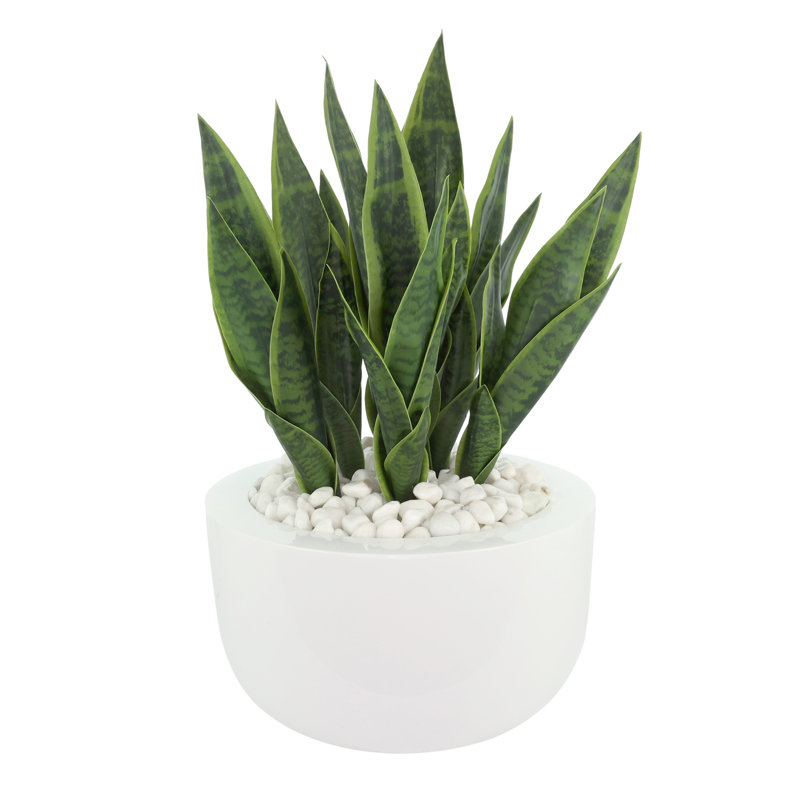 Snake Plant disposée dans un pot en fibre de pierre