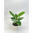Ficus Audrey
