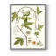 Passion Passion Trio III, reproduction encadrée - bois massif-1220146974-1220146963