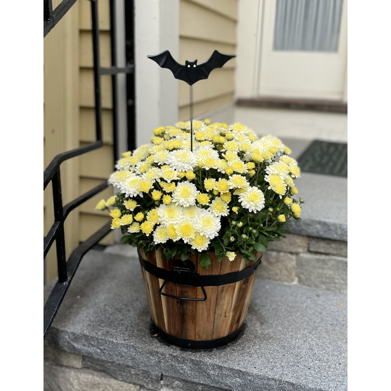 19 po Halloween sorcière sur balai avec piquet de jardin pour chat