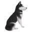 Husky sibérien assis