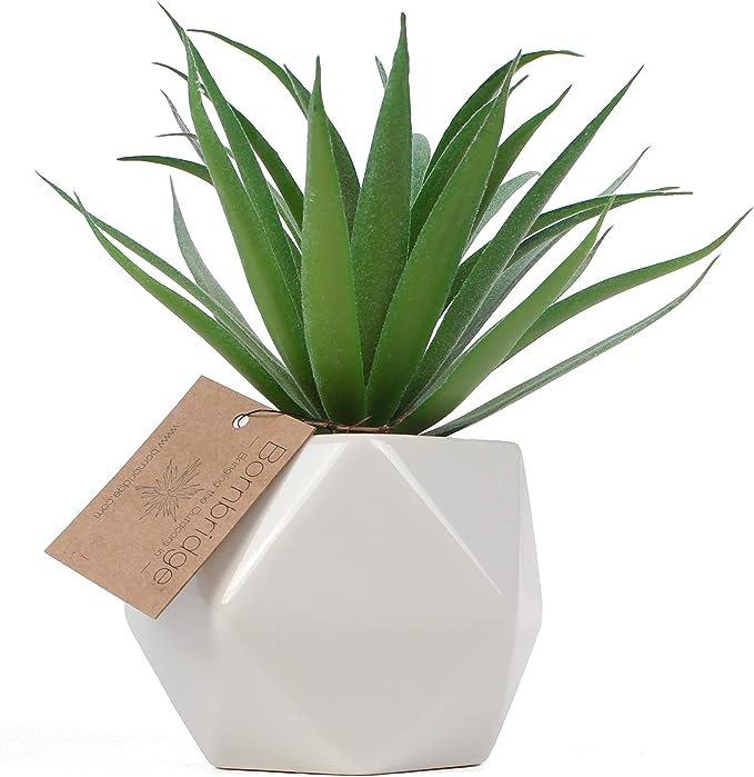 Fausse plante grasse 2,75 po Macroacantha
