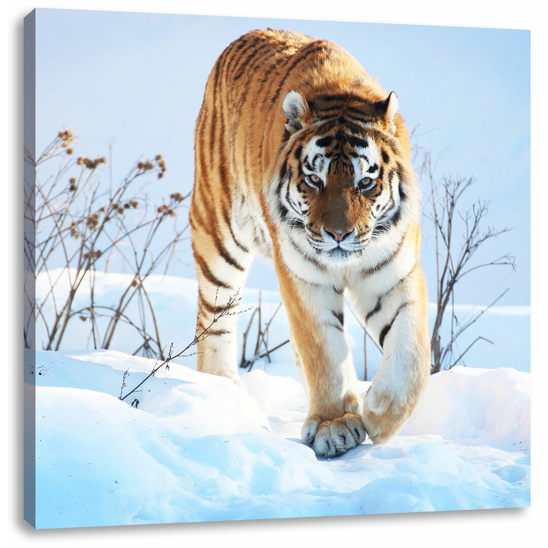 Leinwandbild Stolzer Tiger im Schnee