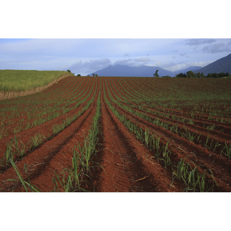 Sugar Cane Plantation - Wrapped Canvas Print, 30cm H x 46cm W