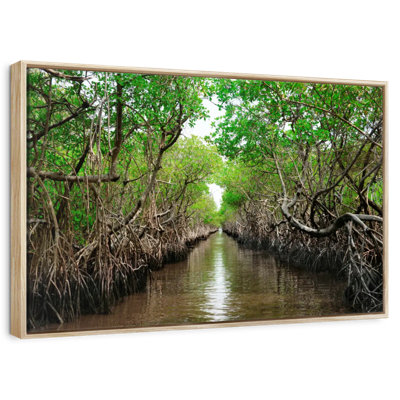 Mangroves de Everglade City