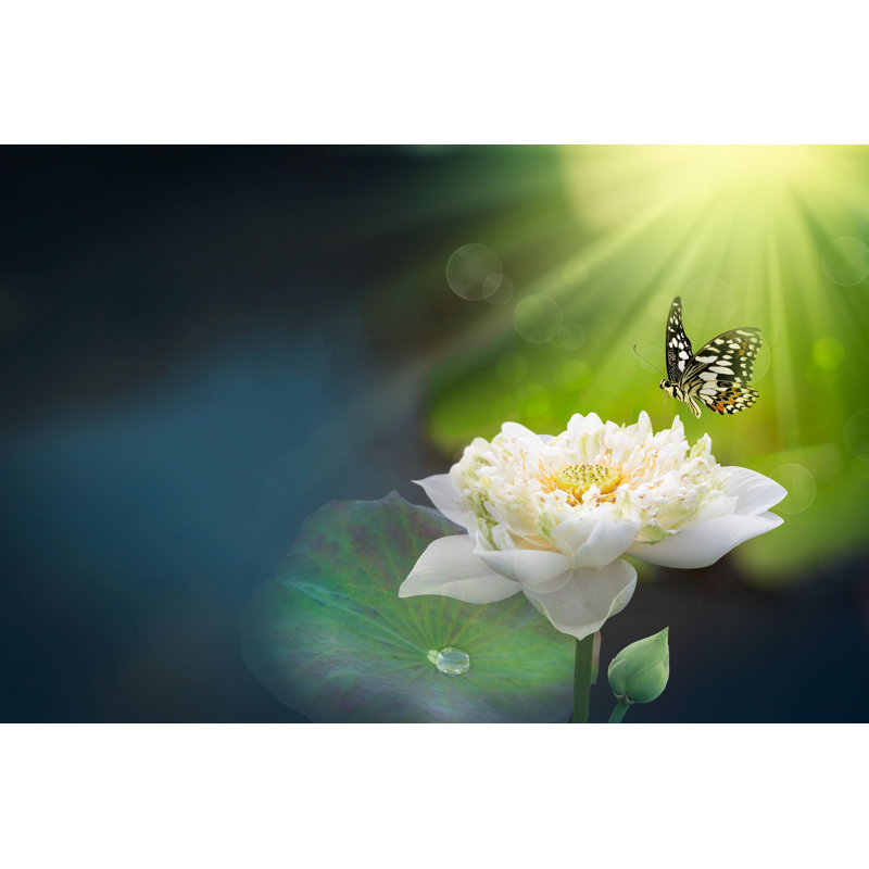 White Lotus - Wrapped Canvas Print, 81cm H x 122cm W x 3.8cm D