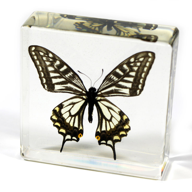 Presse-papiers papillon asiatique rameriz