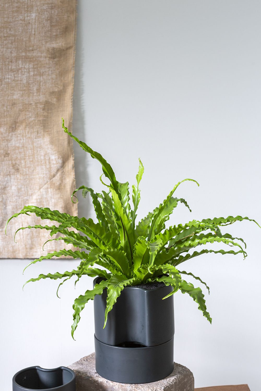 Patti Handmade Ceramic Pot Planter, Black, 9" H x 8" W x 8" D