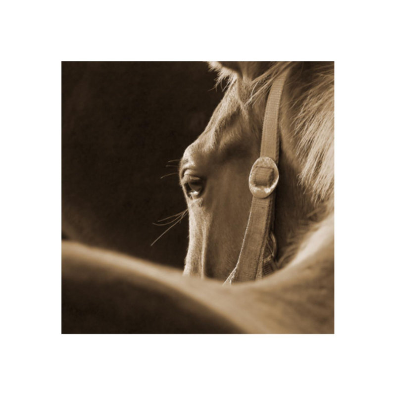 Sofia Fox " Tender Mist " by Sofia Fox, Matte, 36" H x 36" W x 1.5" D