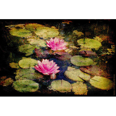 Lily Ponds I