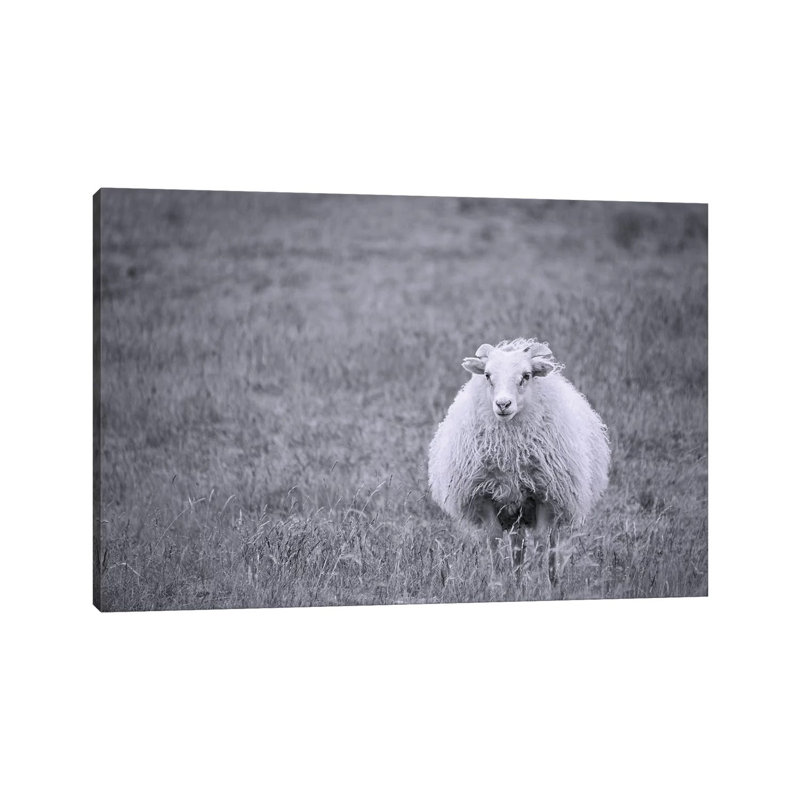 Sheep by MScottPhotography - Wrapped Canvas Print, 20.32 cm H x 30.48 cm W