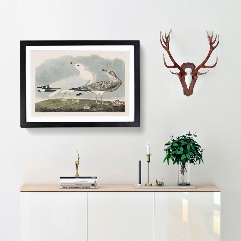 Common American Gulls by John Audubon - Picture Frame Painting, 36cm H x 48cm W x 2cm D, Black Framed