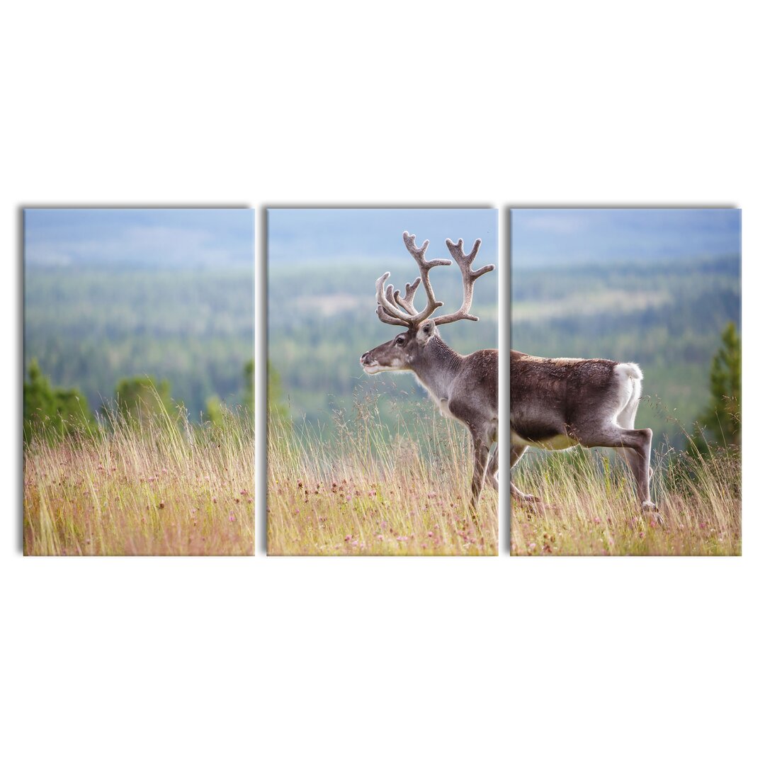 3-tlg. Leinwandbild Rentier in Norwegen