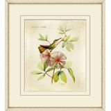 Brilliant Hummingbird Collection 2 Print