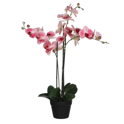Orchid Arrangement in Pot