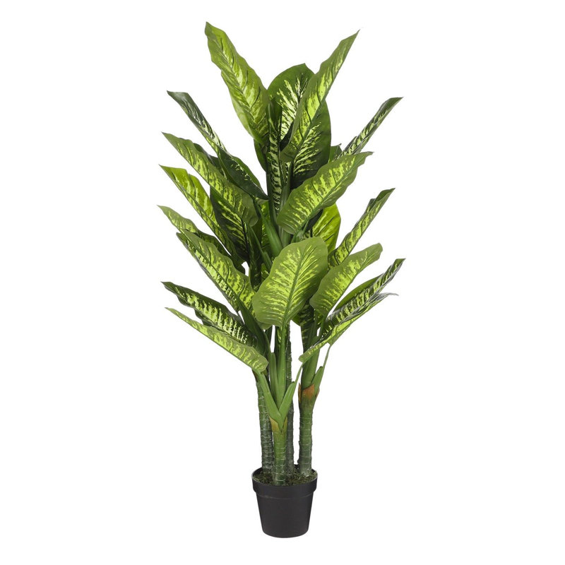 Pachira 60cm Plant