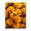Horloges murales jaunes sur un champ de chrysanthèmes au lever du soleil II-887415829