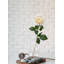 Arrangement de roses