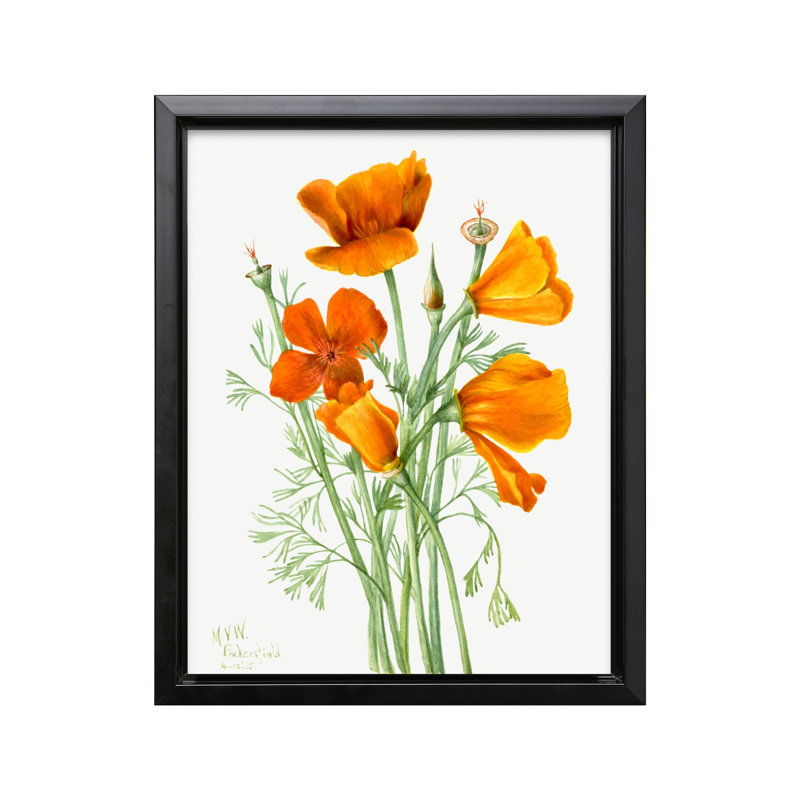 Pavot de Californie, Black Framed, Canvas, 11"H x 14"W
