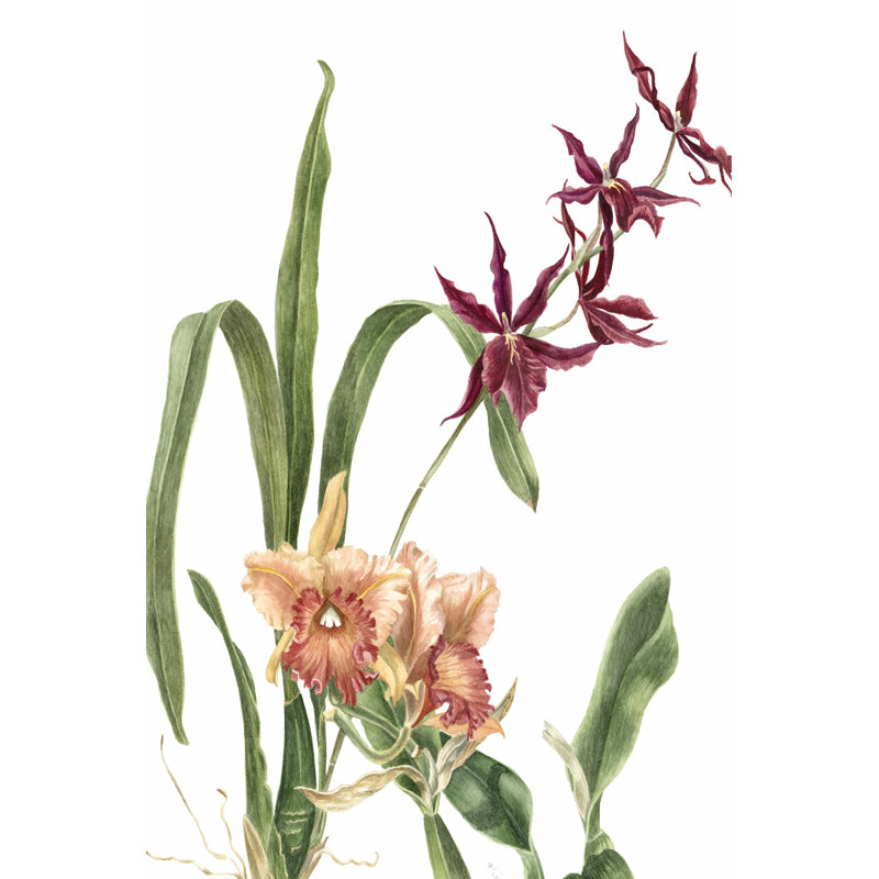 Orchid I by Pamela Shirley - Wrapped Canvas Art Prints, 46cm H x 30cm W x 0.38cm D