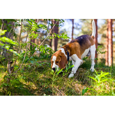 Beagle In Forest by Igorr1 - Wrapped Canvas Print