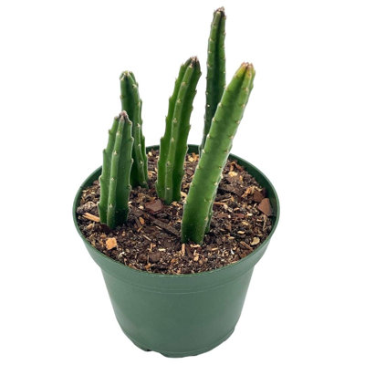 Stapelia Similis, Similar Stapelia, 4 Inch Pot