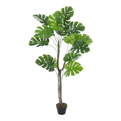 155cm Plant